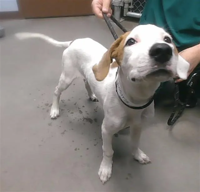A young large-sized male Labrador Retriever dog named Mr Boop for adoption in Phoenix, AZ