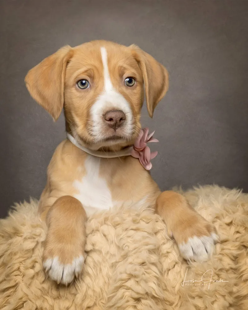 A baby medium-sized female Mixed Breed dog named Dizzy for adoption in Cullman, AL