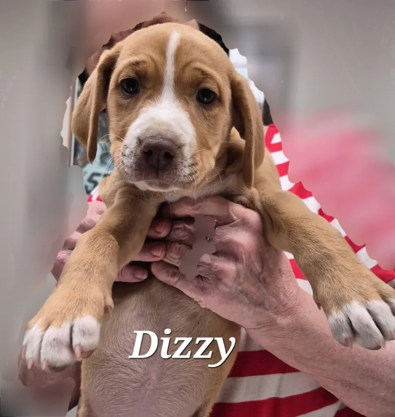 Dizzy thumbnail 2