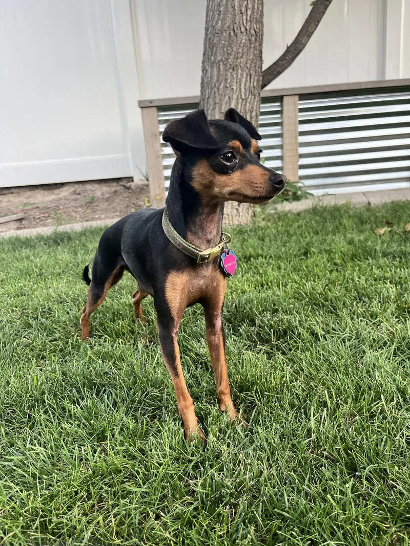 An adult small-sized female Miniature Pinscher dog named Vanellope for adoption in Salt Lake City, UT
