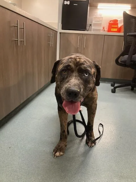 An adult large-sized male Labrador Retriever dog named Patches for adoption in Baytown, TX