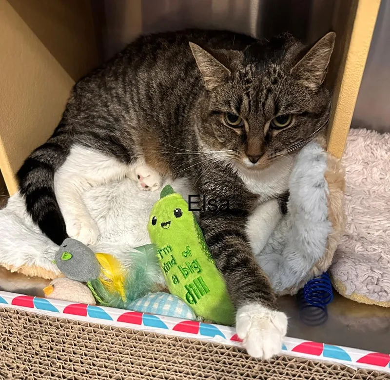 A young large-sized female Domestic Short Hair cat named Elsa for adoption in Ewing, NJ