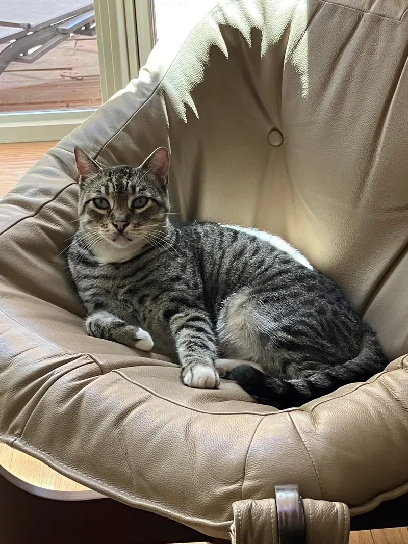 An adult large-sized male Tabby cat named Buddy for adoption in Woodland, CA