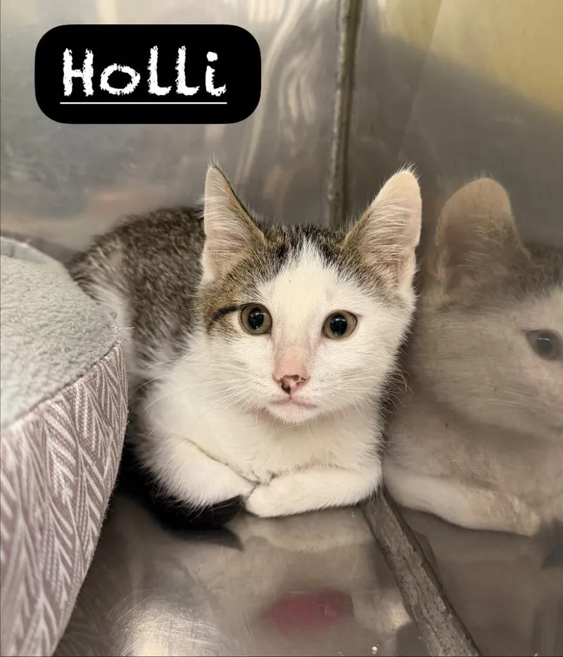A baby small-sized female Domestic Short Hair cat named Holli for adoption in Maumelle, AR