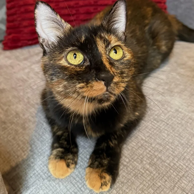 An adult medium-sized female Tortoiseshell cat named Mila for adoption in Wanaque, NJ