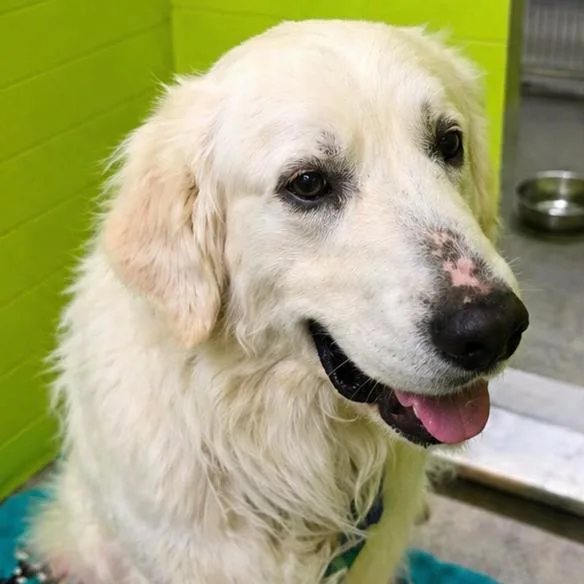 An adult large-sized male White / Cream Great Pyrenees dog named Chopper for adoption in San Jacinto, CA