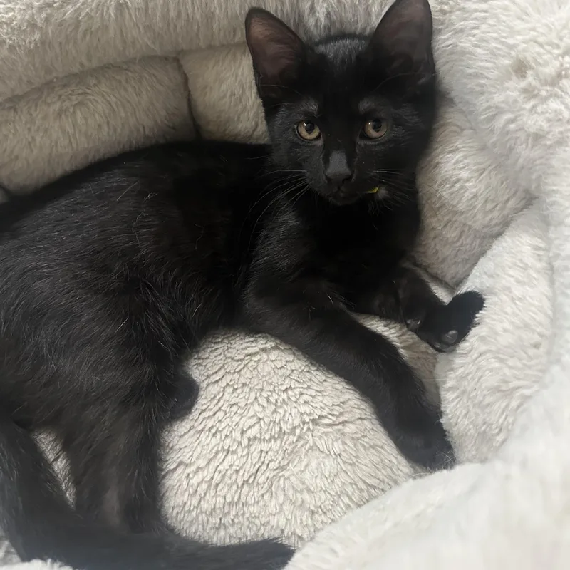 A baby medium-sized female Black Domestic Short Hair cat named Astrid for adoption in East Brunswick, NJ
