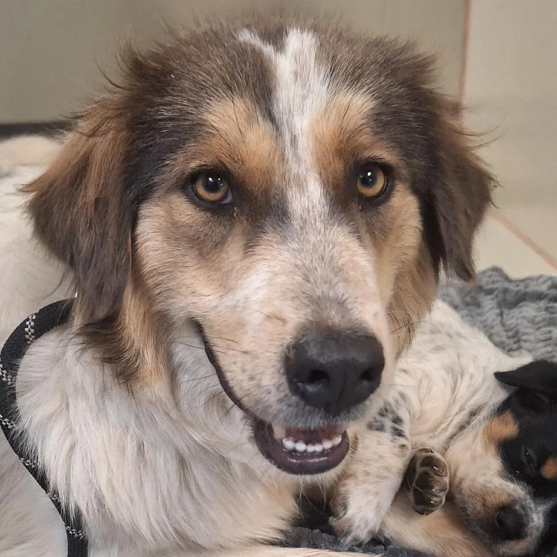 An adult medium-sized female White / Cream Mixed Breed dog named Khaleesi for adoption in Flagstaff, AZ
