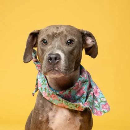 An adult medium-sized female Pit Bull Terrier dog named Bevy for adoption in Atlanta, GA