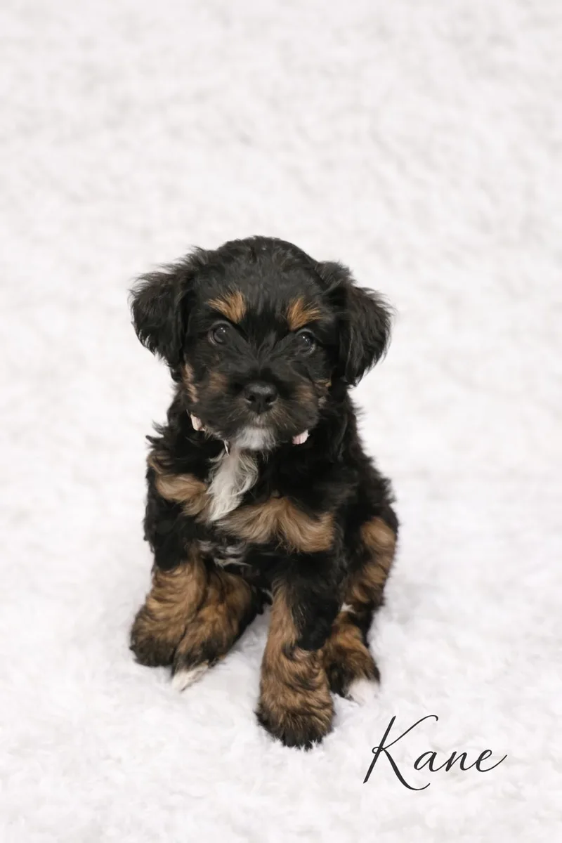 A baby small-sized male Cockapoo dog named Kane for adoption in Orange, CA
