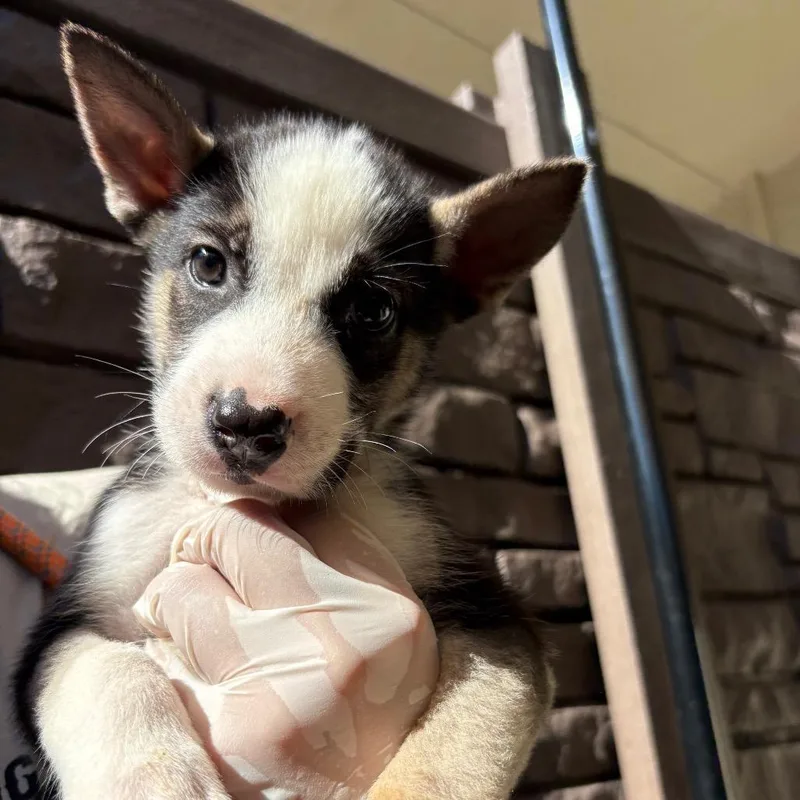 A baby small-sized male Black Husky dog named Todo for adoption in LOXAHATCHEE, FL