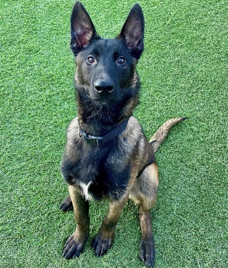 A young medium-sized male Black Belgian Shepherd / Malinois dog named Remington for adoption