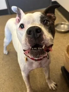A senior medium-sized male Pit Bull Terrier dog named Pinto for adoption in Cleveland, OH