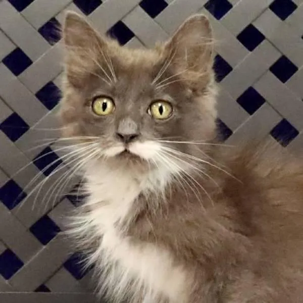 A baby small-sized female Domestic Long Hair cat named Scrubs for adoption in Midland, TX