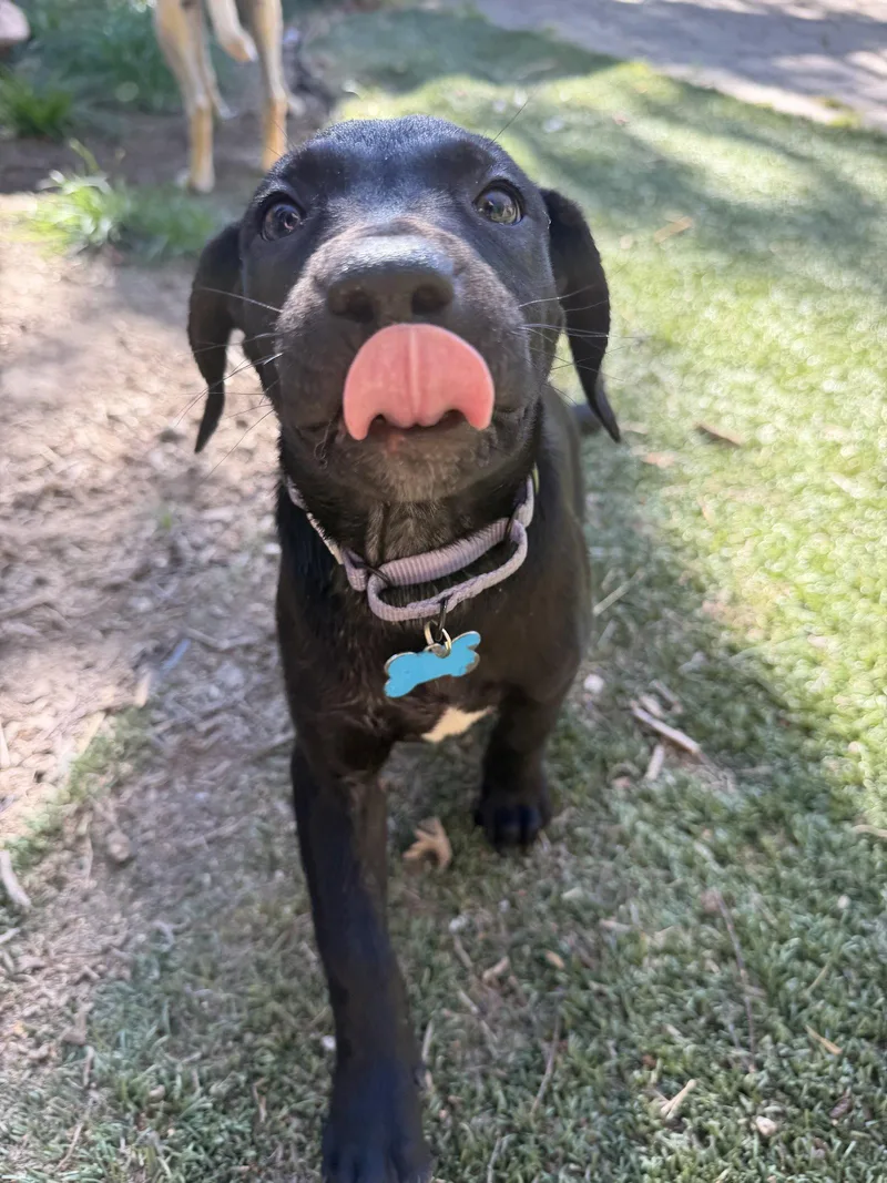 Maggie Mae