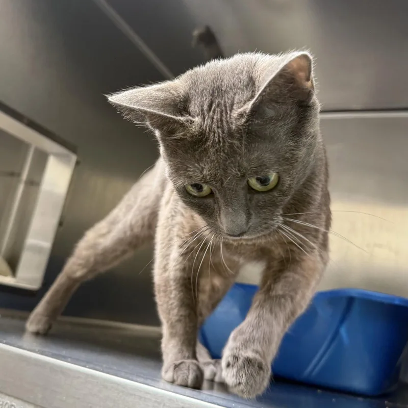 A young medium-sized female Domestic Short Hair cat named Mim for adoption in Oakland, CA