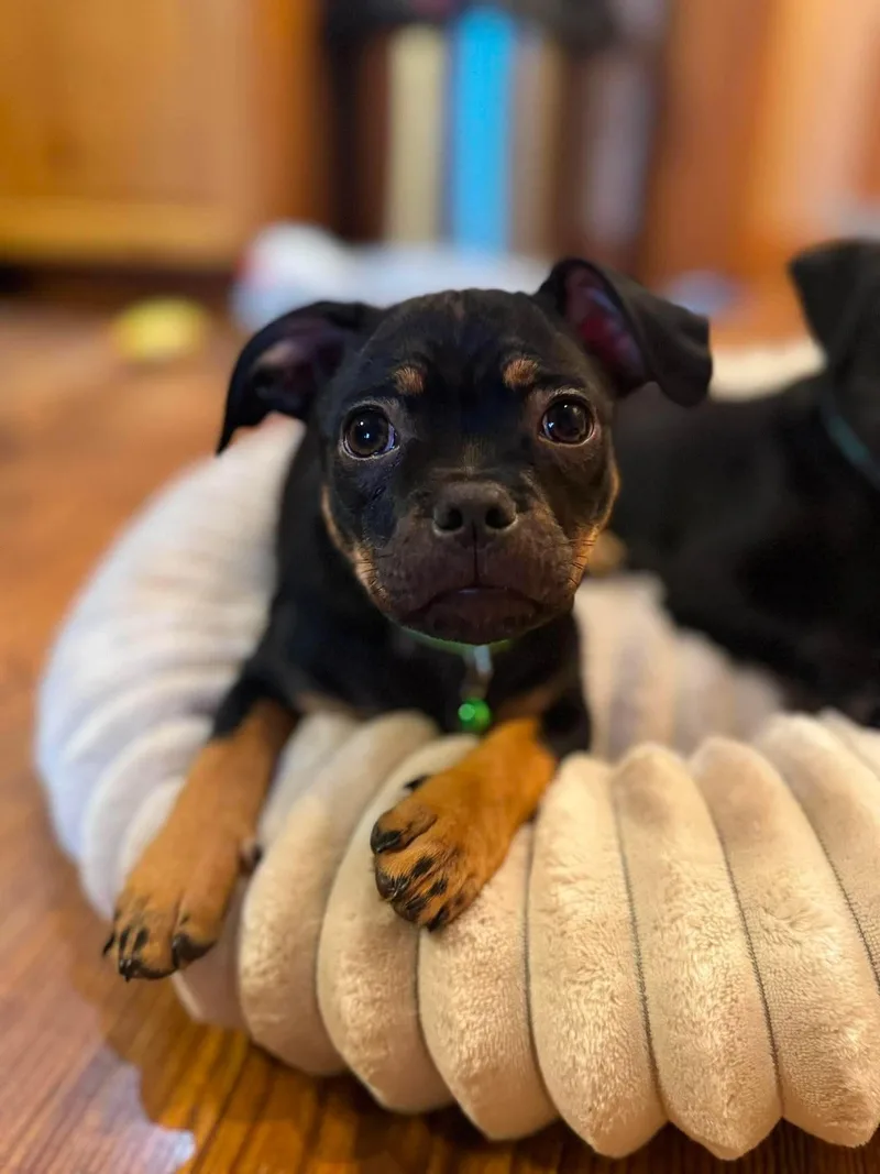 A baby small-sized male Dachshund dog named Rue for adoption in Byron, IL