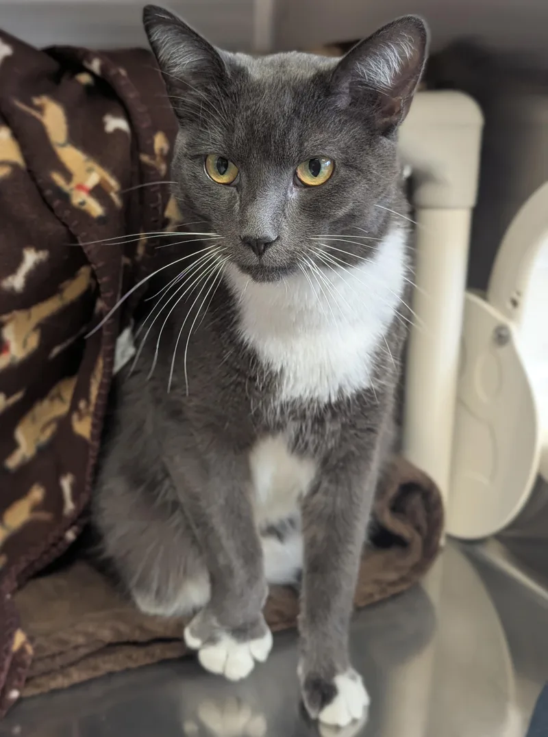 An adult medium-sized male Gray & White Domestic Short Hair cat named Leopold for adoption in Jefferson, WI