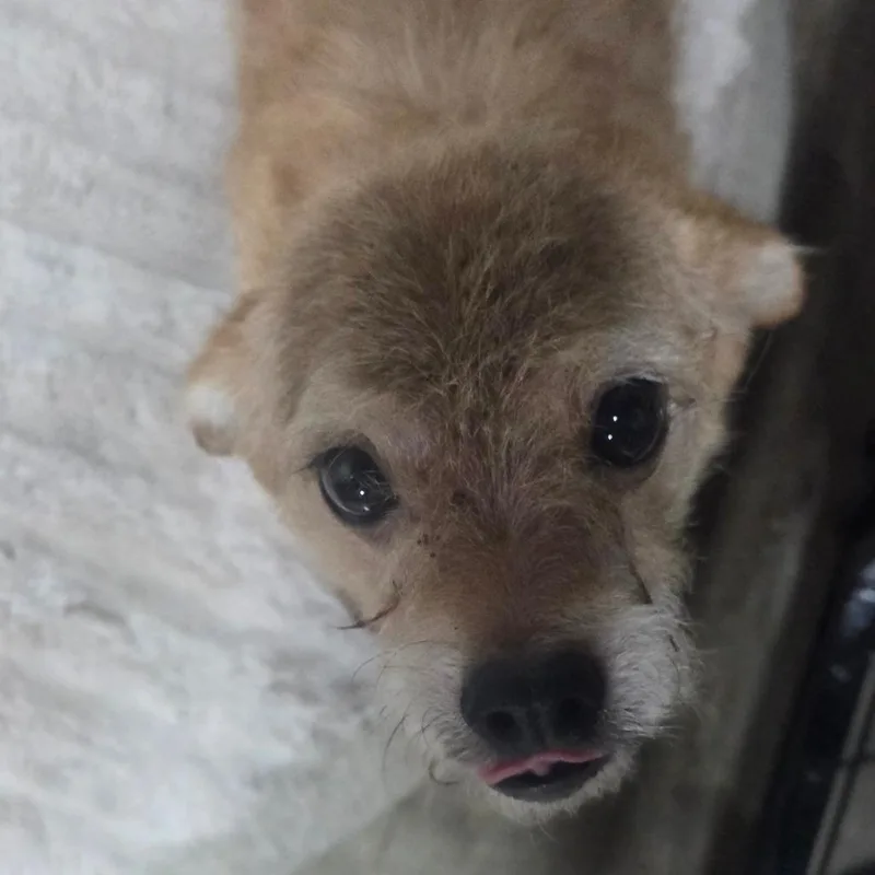 A senior small-sized male Yellow / Tan / Blond / Fawn Mixed Breed dog named Nemo for adoption in Madisonville, KY