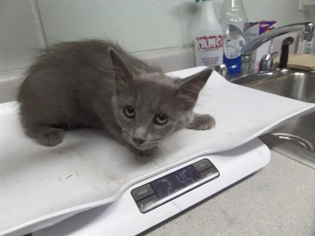 A baby small-sized female Domestic Short Hair cat named Cookie for adoption in Augusta, GA