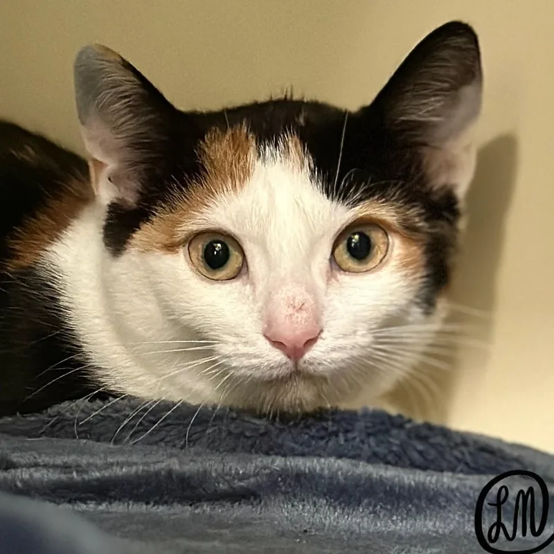 A baby medium-sized female Calico Domestic Short Hair cat named Cinderella for adoption in Victor, NY