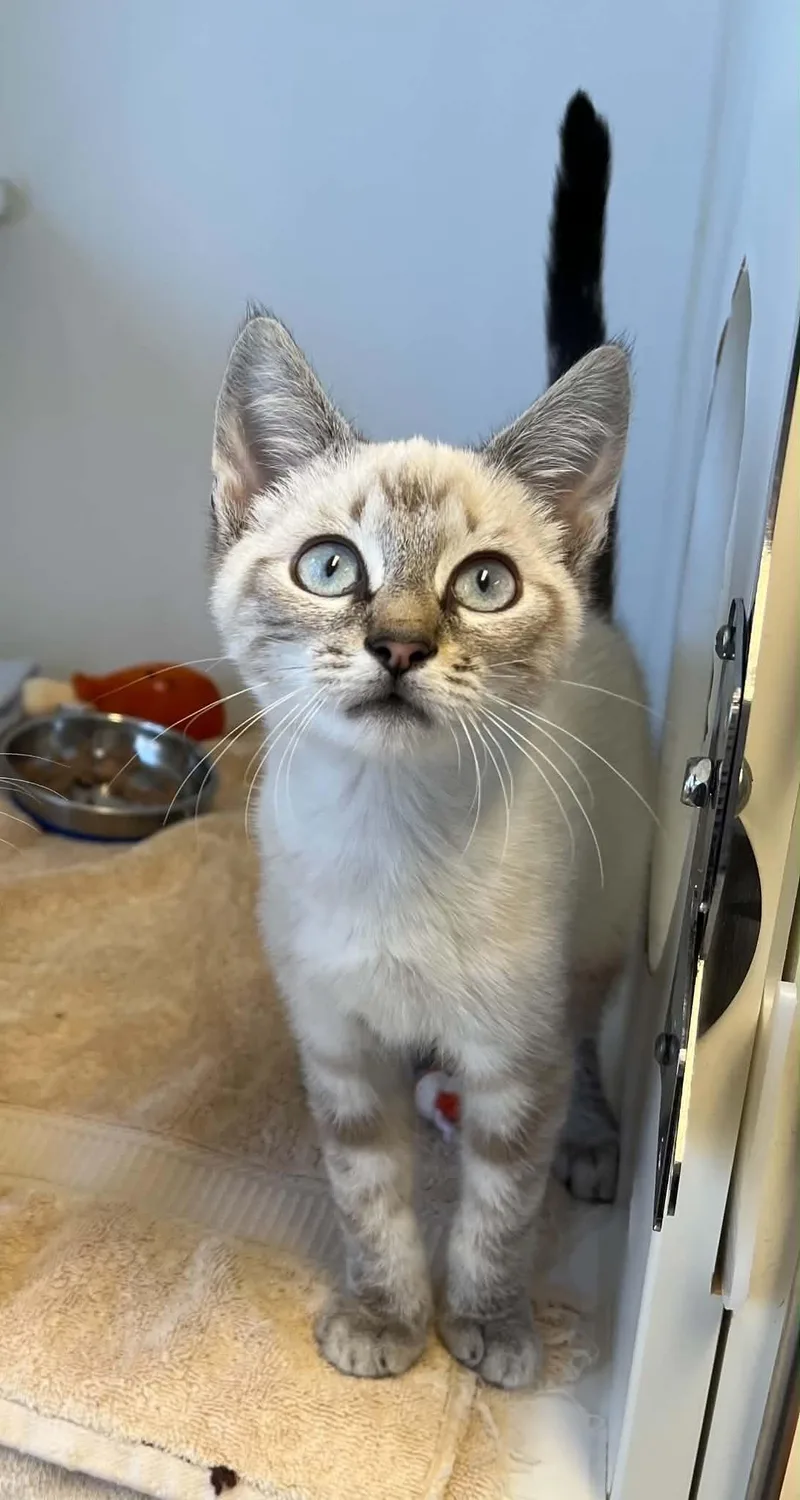 A baby medium-sized male Tabby (Gray / Blue / Silver) Domestic Short Hair cat named Truman for adoption in Grants Pass, OR