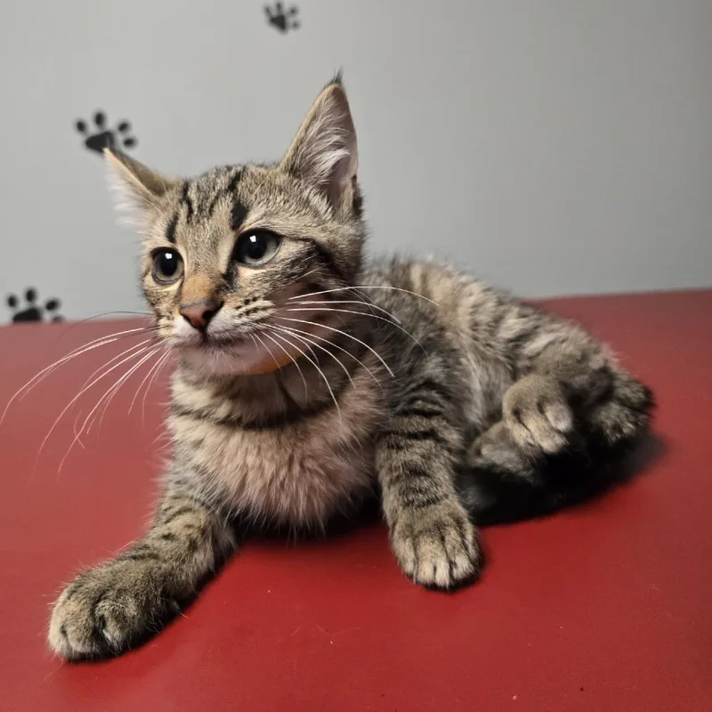 A young medium-sized female Tabby (Brown / Chocolate) Domestic Short Hair cat named Spicy for adoption in Circleville, OH