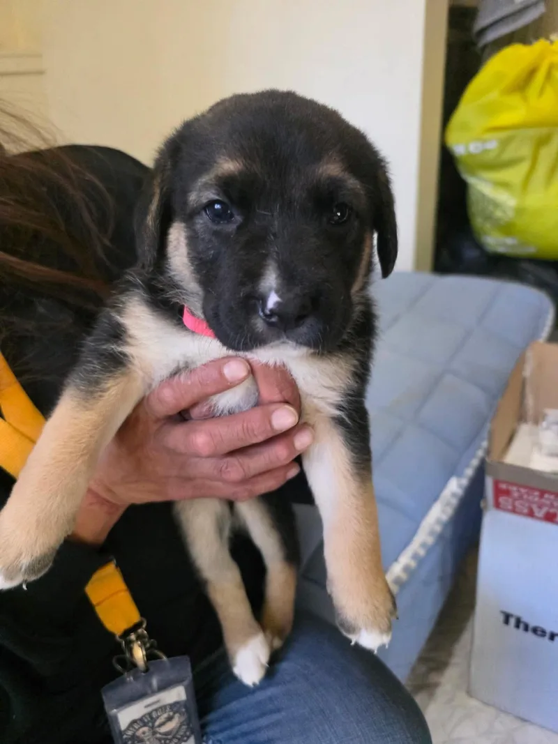 A baby large-sized female German Shepherd Dog dog named Smidgen for adoption in Arlee, MT