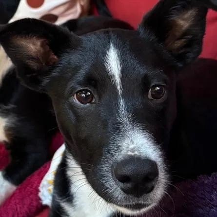 A baby small-sized male Black Hound dog named Spunky Pups: Kai for adoption in Falls Church, VA