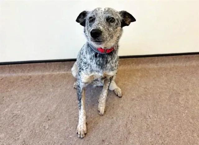 A young medium-sized female Terrier dog named Mary Kate for adoption in Saint Louis, MO