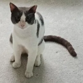 An adult medium-sized male Gray & White Domestic Short Hair cat named Teddy for adoption in Liverpool, TX