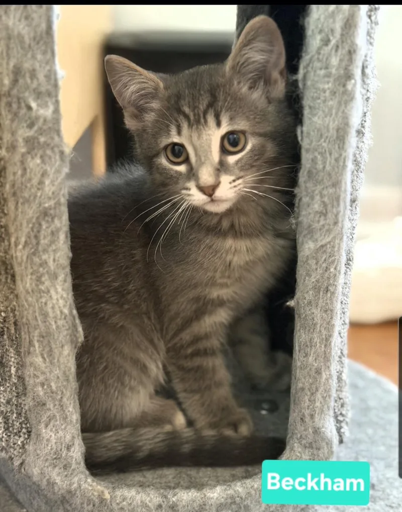 A baby small-sized male Gray & White Domestic Short Hair cat named Beckham Siblings are Kane for adoption in Brighton, MI