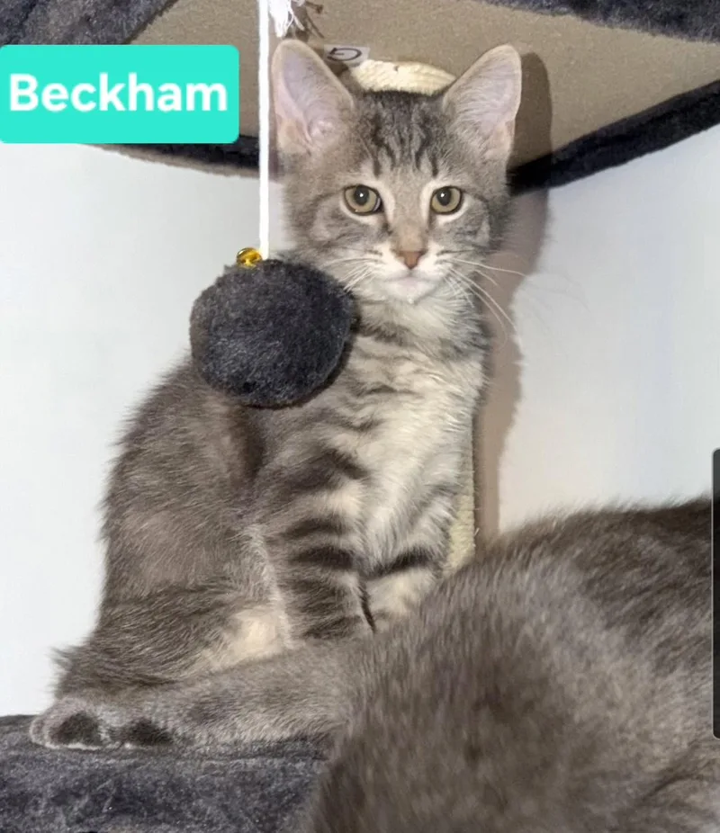 Beckham Siblings are Kane thumbnail 3