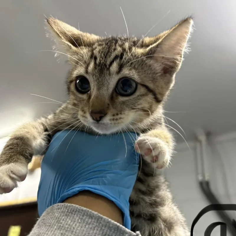 A baby small-sized female Brown / Chocolate Domestic Short Hair cat named Heart for adoption in Summerville, SC