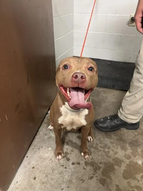 A young medium-sized female Staffordshire Bull Terrier dog named Star for adoption in Olivette, MO