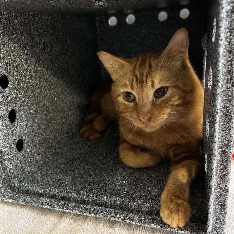 An adult medium-sized male Orange / Red Domestic Short Hair cat named Bethlehem for adoption in Birdsboro, PA