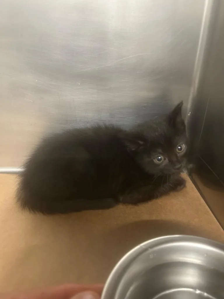 A baby small-sized female Domestic Short Hair cat named Shirley for adoption in Cartersville , GA