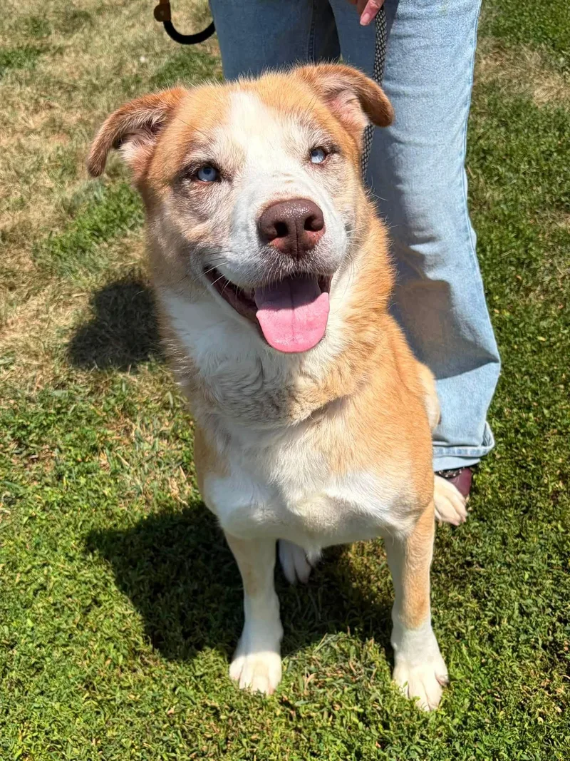 An adult large-sized male Red / Chestnut / Orange Husky dog named Debo for adoption in Winchester, VA