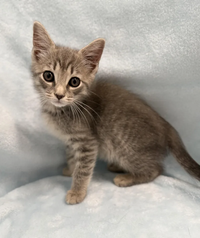 A baby medium-sized male Tabby (Gray / Blue / Silver) Domestic Short Hair cat named Freddy for adoption in Greensboro, NC