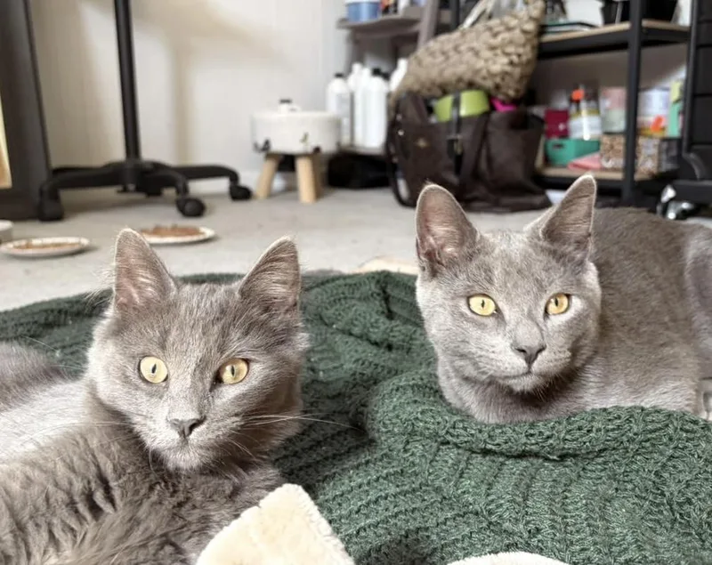 A baby medium-sized male Gray / Blue / Silver Russian Blue cat named Blue Cheese  bonded for adoption in Philadelphia, PA