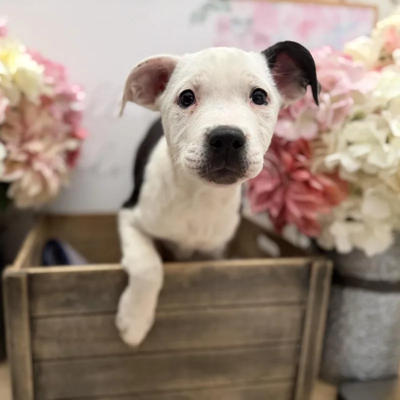 Dumpling thumbnail 2