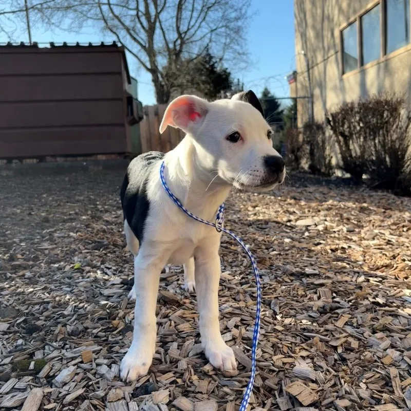 Dumpling thumbnail 4