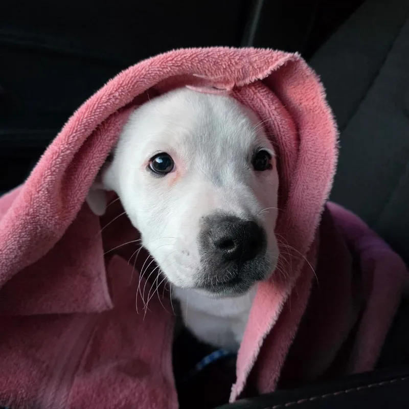 Dumpling thumbnail 5