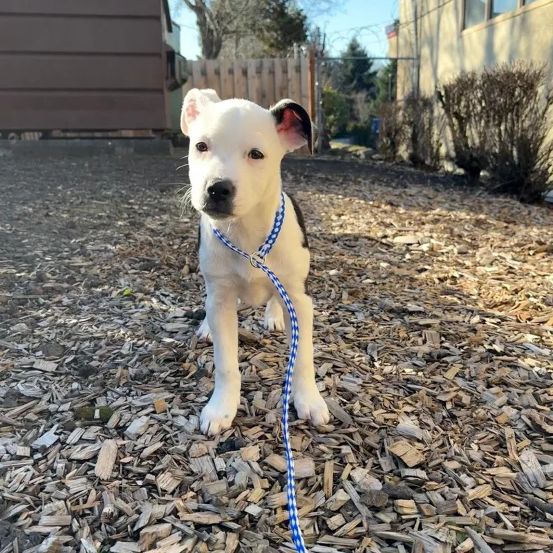 Dumpling thumbnail 6