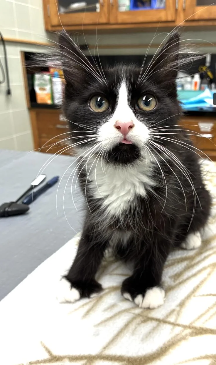 A young medium-sized male Black & White / Tuxedo Domestic Medium Hair cat named Tippity for adoption in Davis, CA