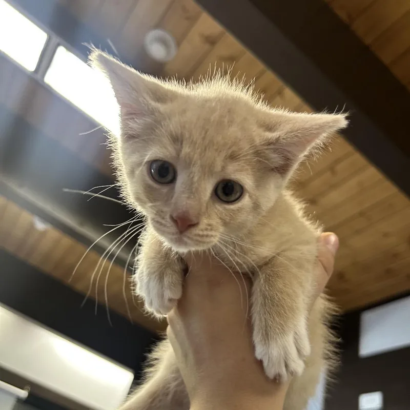 A baby small-sized male Orange / Red Domestic Short Hair cat named Rainbow Bright for adoption in Durango, CO