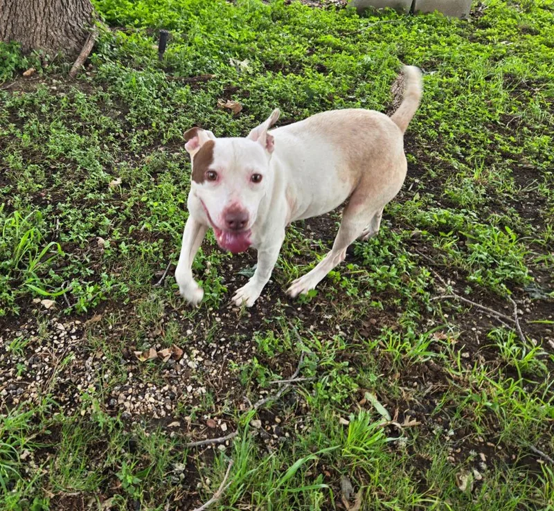 An adult large-sized female Catahoula Leopard Dog dog named Lyra for adoption in Junction, TX