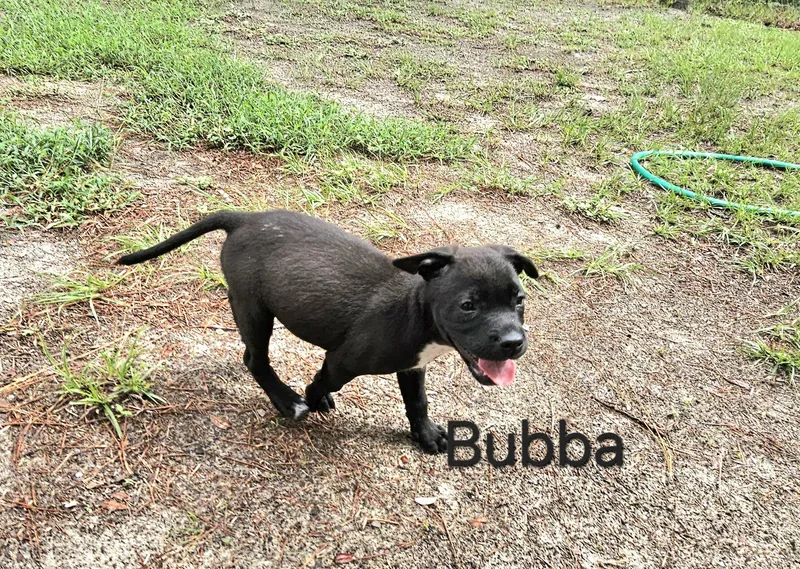 Bubba thumbnail 3