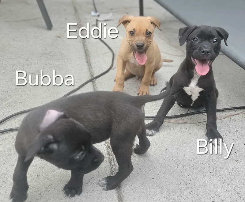 Bubba thumbnail 4