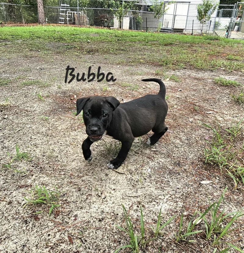 Bubba thumbnail 5